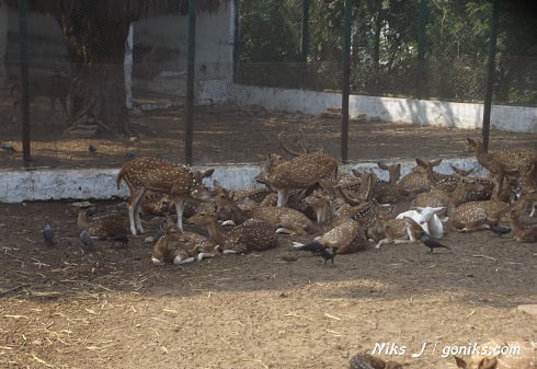 Deers in ahmedabad zoo