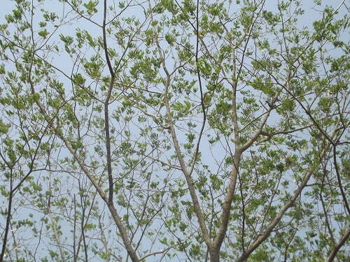 forest bhilwara