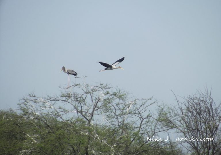 A Morning with Painted Stork Cranes