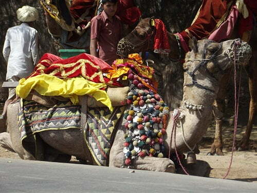 Camel Ride near fateh sagar lake