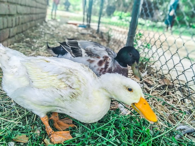 Beautiful duck in nehru garden