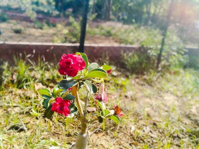 Roses in park