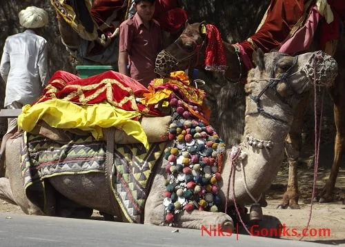 camel ride in udaipur