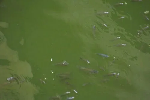 fishes in Panna meena baori