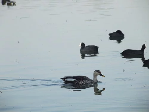 ducks at jalmahal palace