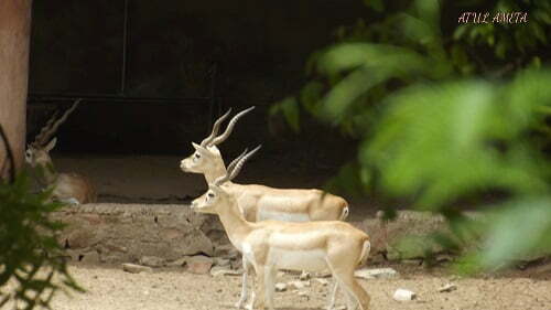 wildlife sanctuaries in india