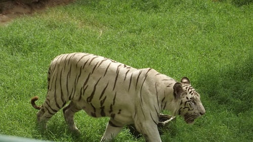 White tiger in jaipur zoo