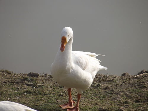 a duck at a lake