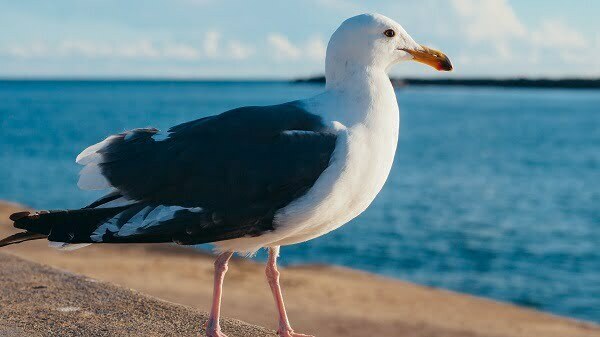 beautiful seagull near sea