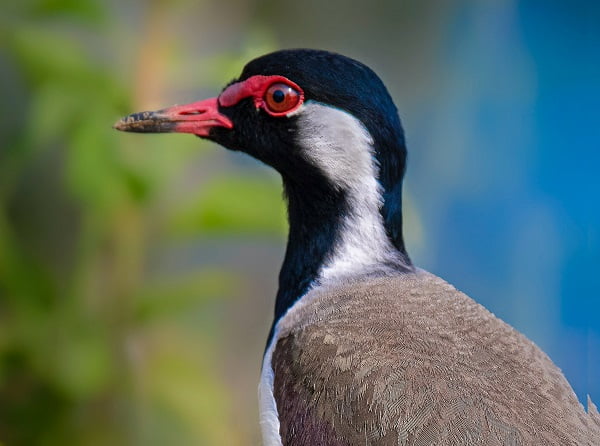 morning bird in sanctuary