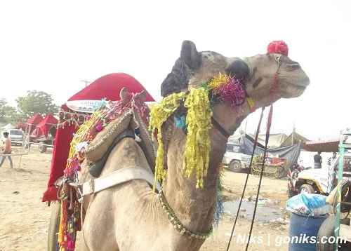 camel ride in pushkar