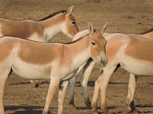 Wildlife Sanctuaries in India- Best National Parks in India Wildlife Sanctuaries in India- Best National Parks in India