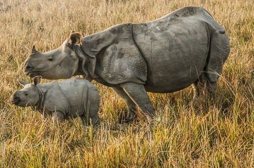 wildlife sanctuaries in india