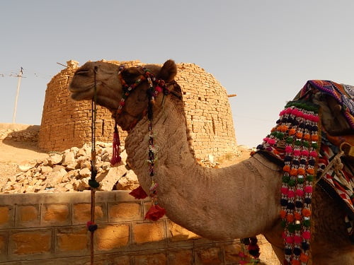 Camel ride in Jaisalmer tour package