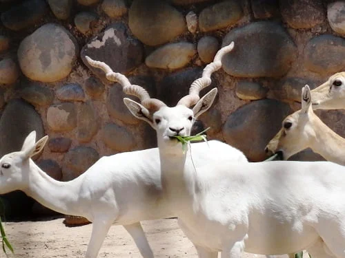 Chhatbir zoo chandigarh