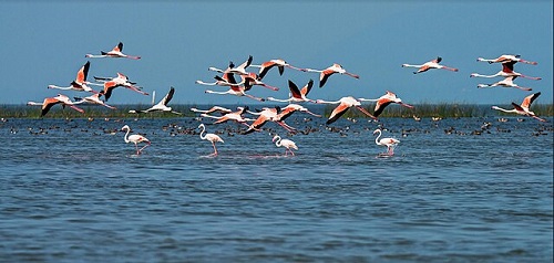Chilika Lake Puri